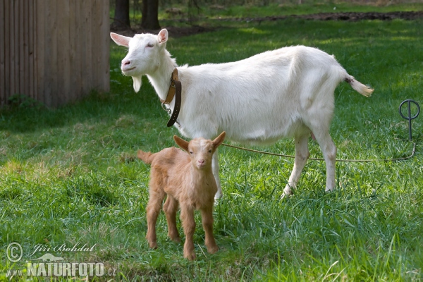 Hausziege (Capra aegagrus hircus)