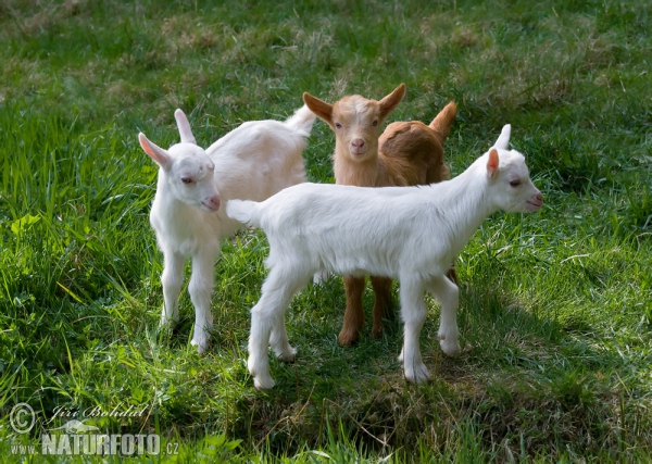 Hausziege (Capra aegagrus hircus)