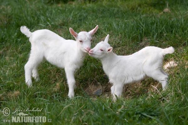 Hausziege (Capra aegagrus hircus)