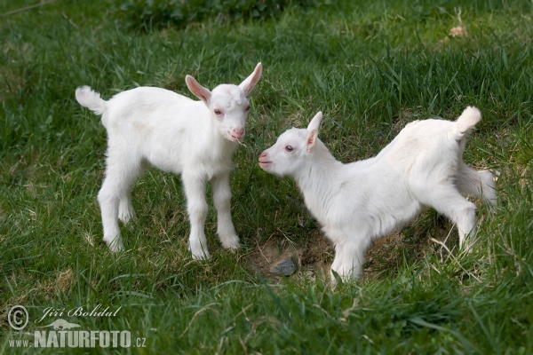 Hausziege (Capra aegagrus hircus)