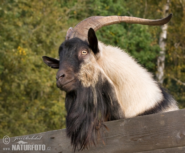 Hausziege (Capra aegagrus hircus)