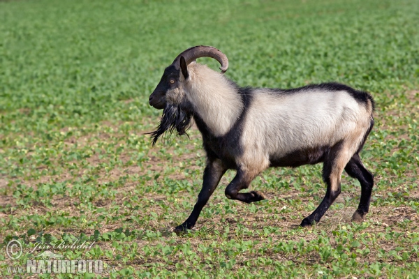 Hausziege (Capra aegagrus hircus)