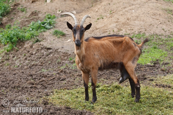 Hausziege (Capra aegagrus hircus)