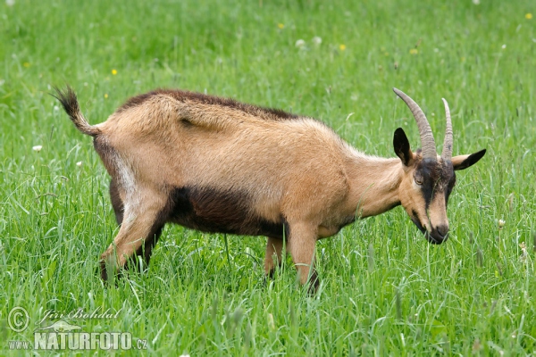 Hausziege (Capra aegagrus hircus)