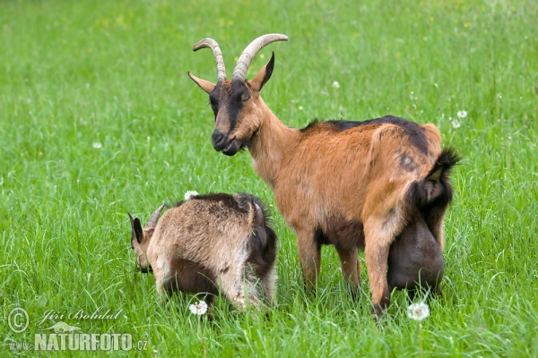 Hausziege (Capra aegagrus hircus)