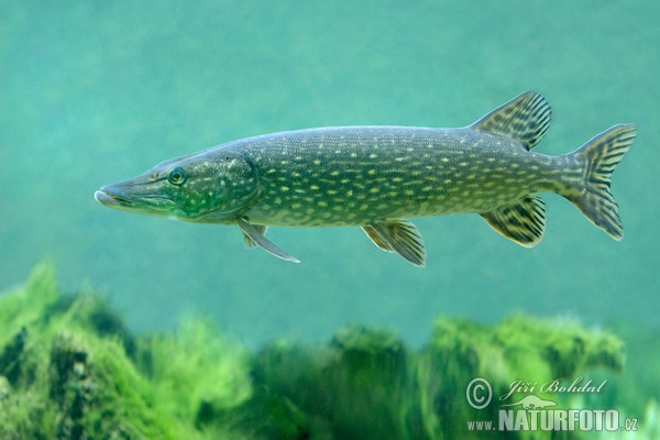 Hecht (Esox lucius)