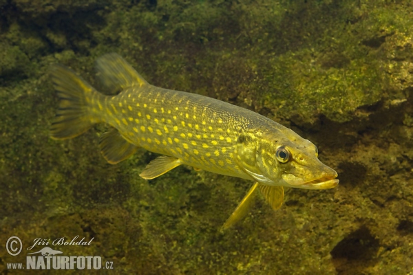 Hecht (Esox lucius)