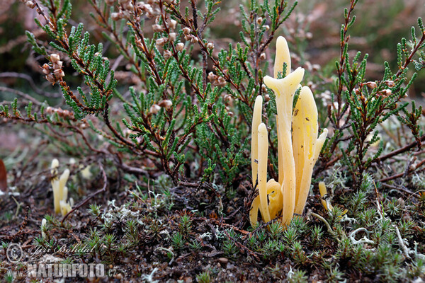 Heide-Keulchen, Heidekeule (Clavaria argillacea)