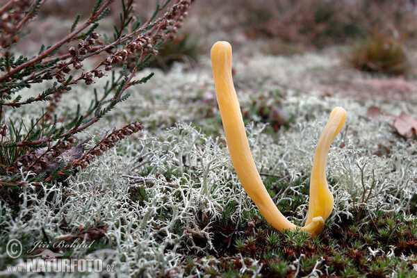 Heide-Keulchen, Heidekeule (Clavaria argillacea)