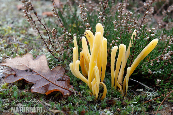 Heide-Keulchen, Heidekeule (Clavaria argillacea)