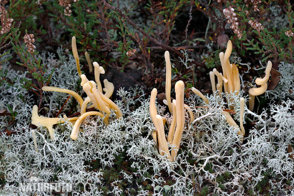 Heide-Keulchen, Heidekeule (Clavaria argillacea)