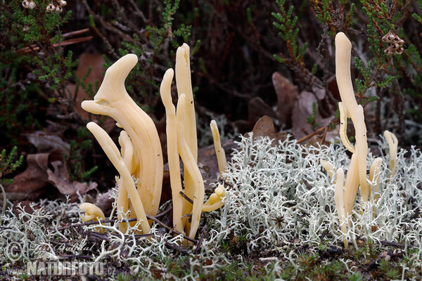 Heide-Keulchen, Heidekeule (Clavaria argillacea)