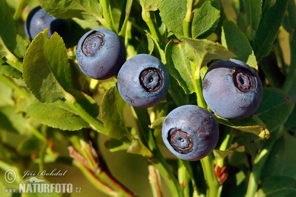 Heidelbeere (Vaccinium myrtillus)