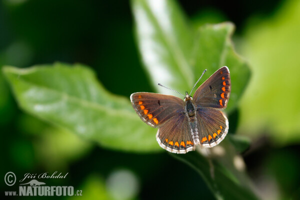 Heidenwiesen-Bräunlig (Aricia agestis)