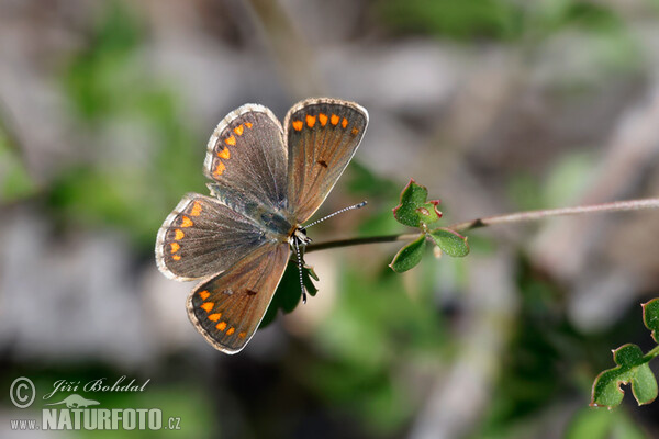 Heidenwiesen-Bräunlig (Aricia agestis)