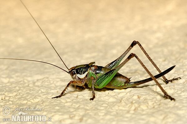 Henschrecke (Eupholidoptera schmidti)