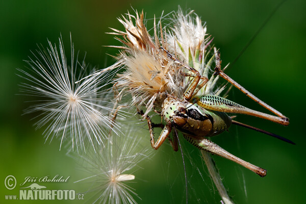 Henschrecke (Eupholidoptera schmidti)