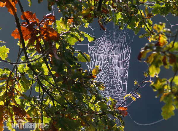 Herbst (Autumn)