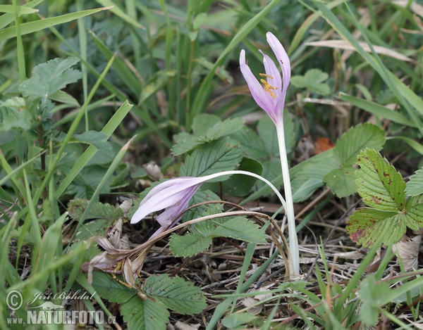 Herbst-Zeitlose, Herbstzeitlose (Colchicum autumnale)