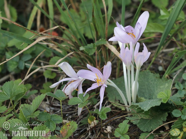 Herbst-Zeitlose, Herbstzeitlose (Colchicum autumnale)