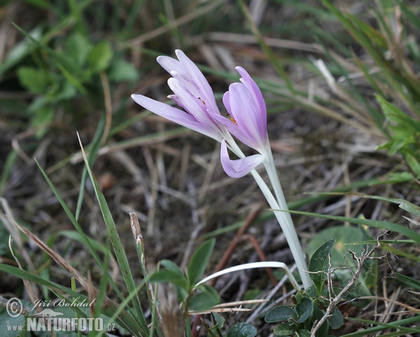 Herbst-Zeitlose, Herbstzeitlose (Colchicum autumnale)