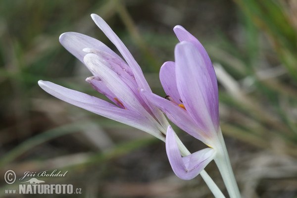 Herbst-Zeitlose, Herbstzeitlose (Colchicum autumnale)