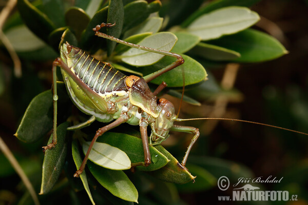 Heuschrecke (Ephippiger sp.)