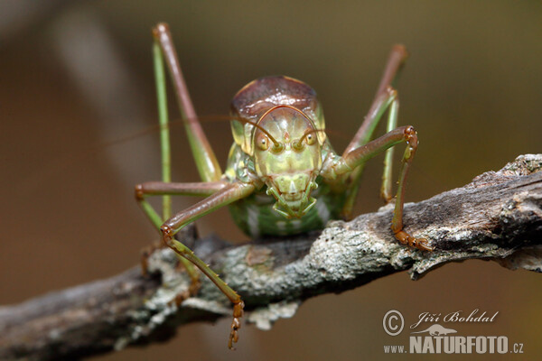 Heuschrecke (Ephippiger sp.)