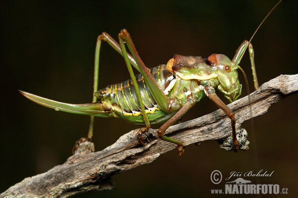 Heuschrecke (Ephippiger sp.)