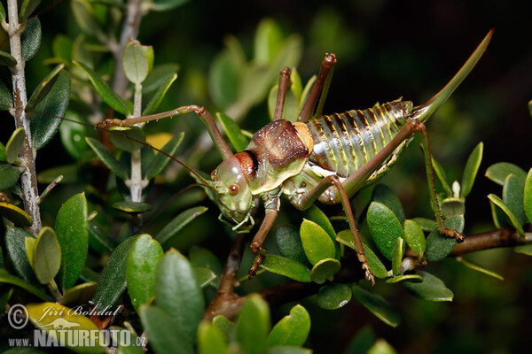 Heuschrecke (Ephippiger sp.)