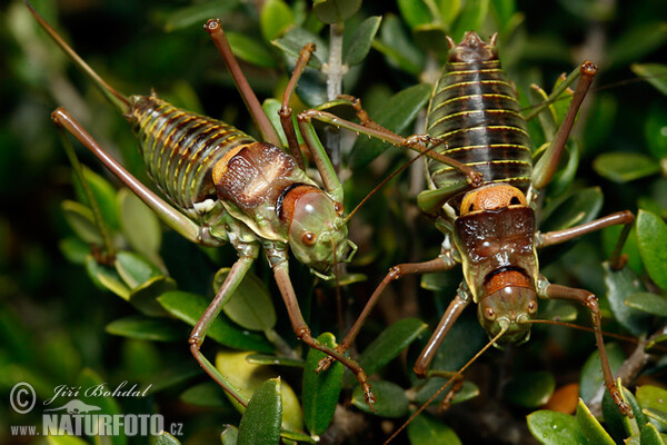 Heuschrecke (Ephippiger sp.)