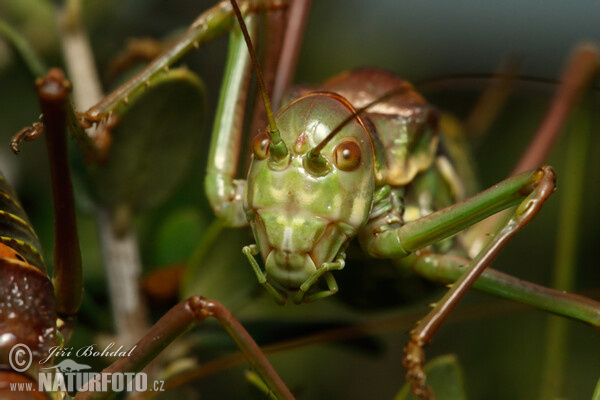 Heuschrecke (Ephippiger sp.)