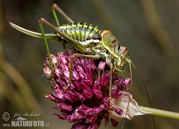 Heuschrecke (Ephippiger sp.)