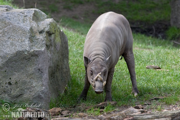 Hirscheber (Babyrousa babyrussa)