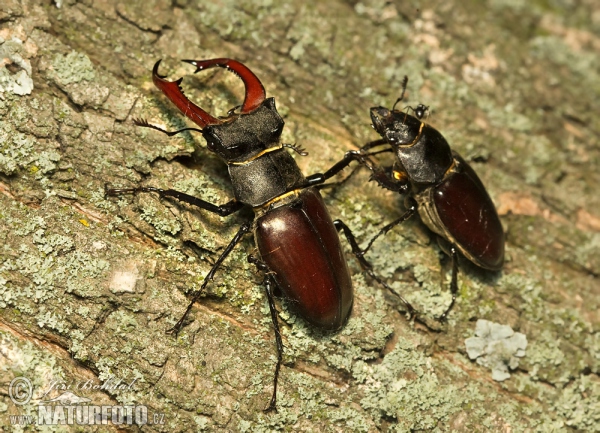 Hirschkaefer (Lucanus cervus)