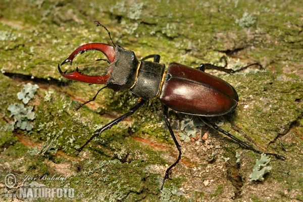 Hirschkaefer (Lucanus cervus)