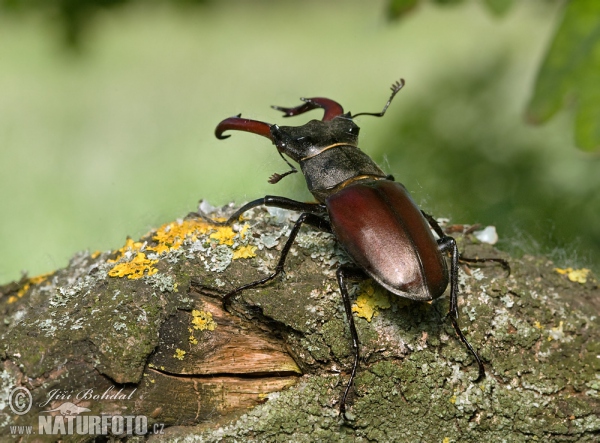 Hirschkaefer (Lucanus cervus)