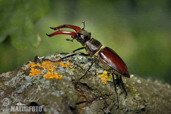 Hirschkaefer (Lucanus cervus)