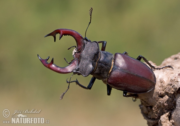 Hirschkaefer (Lucanus cervus)