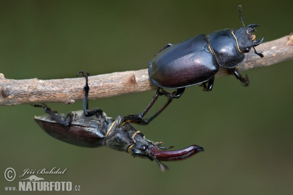 Hirschkaefer (Lucanus cervus)