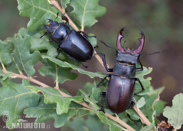 Hirschkaefer (Lucanus cervus)