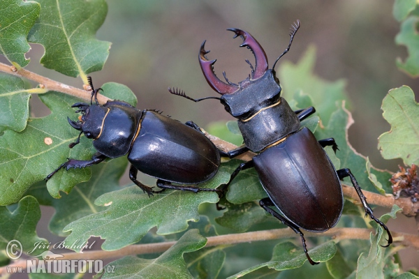 Hirschkaefer (Lucanus cervus)