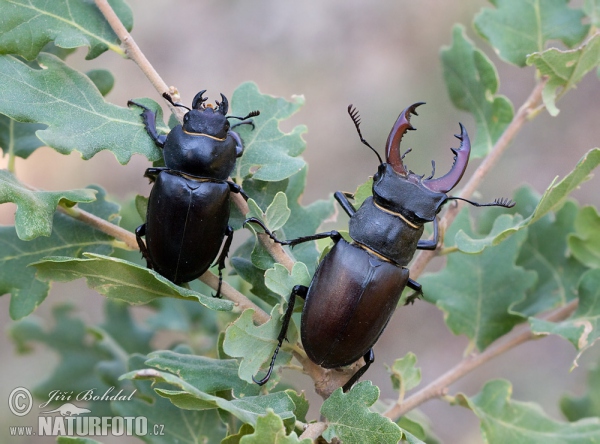 Hirschkaefer (Lucanus cervus)