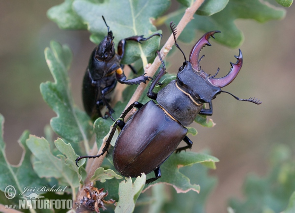 Hirschkaefer (Lucanus cervus)