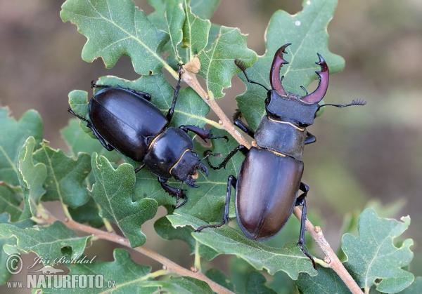 Hirschkaefer (Lucanus cervus)