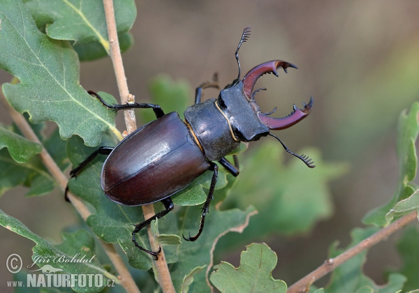 Hirschkaefer (Lucanus cervus)