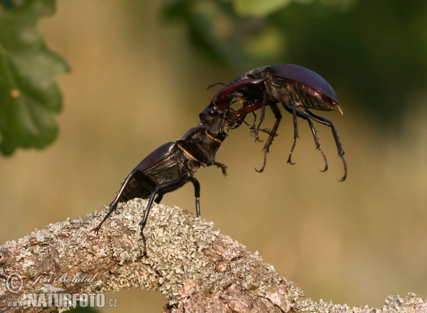 Hirschkaefer (Lucanus cervus)