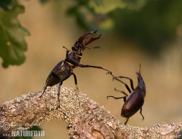 Hirschkaefer (Lucanus cervus)