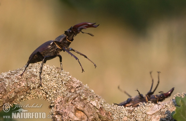 Hirschkaefer (Lucanus cervus)