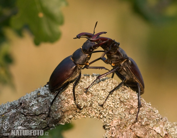 Hirschkaefer (Lucanus cervus)